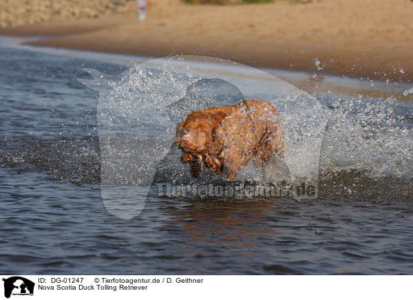 Nova Scotia Duck Tolling Retriever / Nova Scotia Duck Tolling Retriever / DG-01247