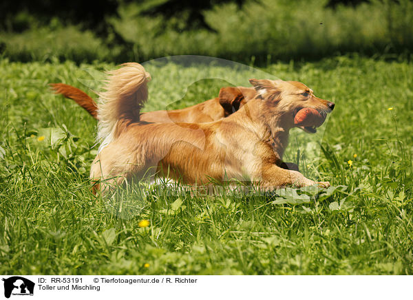 Toller und Mischling / Toller and mongrel / RR-53191