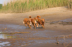 Nova Scotia Duck Tolling Retriever