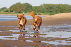 Nova Scotia Duck Tolling Retriever