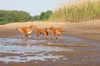 Nova Scotia Duck Tolling Retriever