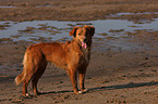 Nova Scotia Duck Tolling Retriever