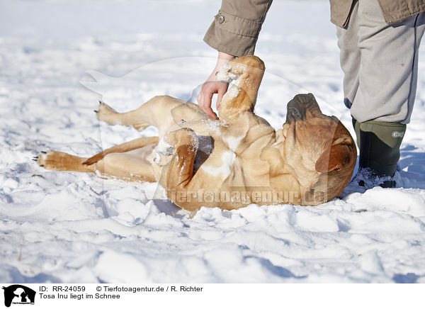 Tosa Inu liegt im Schnee / Tosa Inu lying in snow / RR-24059