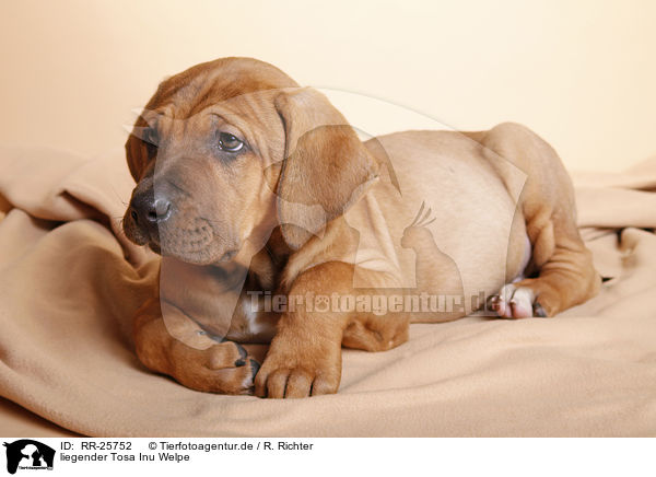 liegender Tosa Inu Welpe / lying Tosa Inu puppy / RR-25752