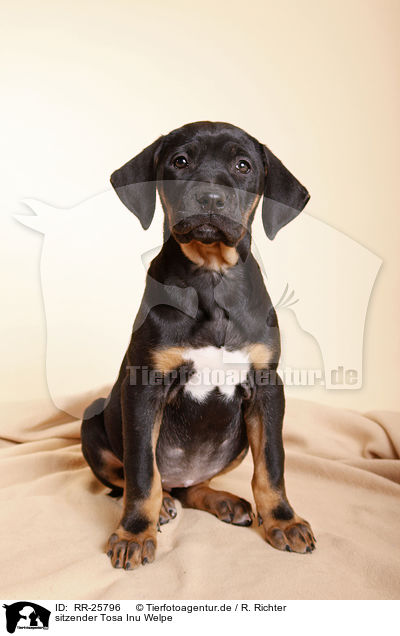 sitzender Tosa Inu Welpe / sitting Tosa Inu puppy / RR-25796