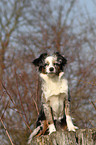 Toy Australian Shepherd