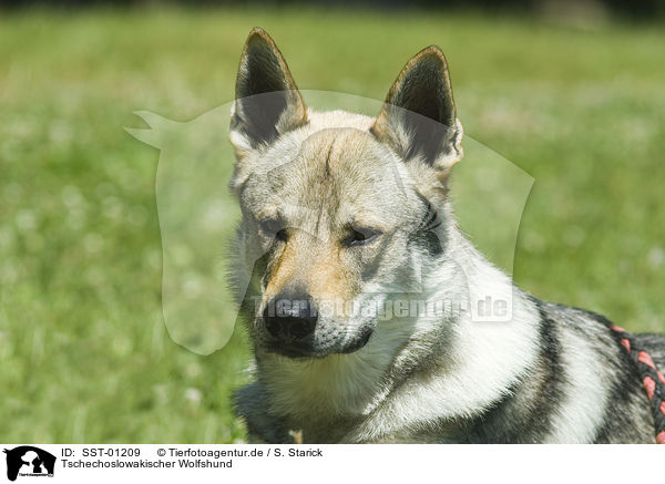 Tschechoslowakischer Wolfshund / Czechoslovakian Wolfdog / SST-01209