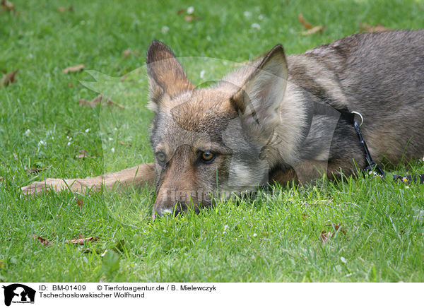 Tschechoslowakischer Wolfhund / BM-01409