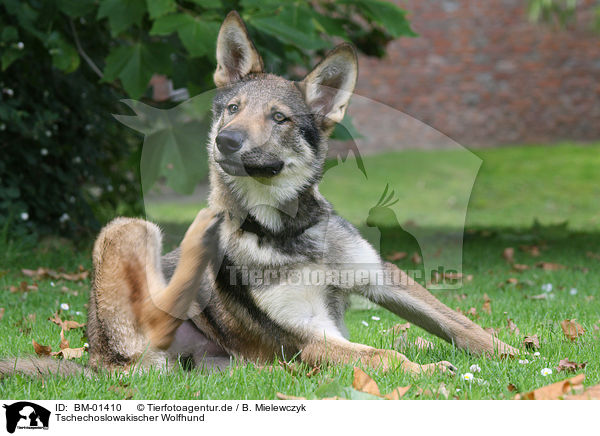 Tschechoslowakischer Wolfhund / BM-01410