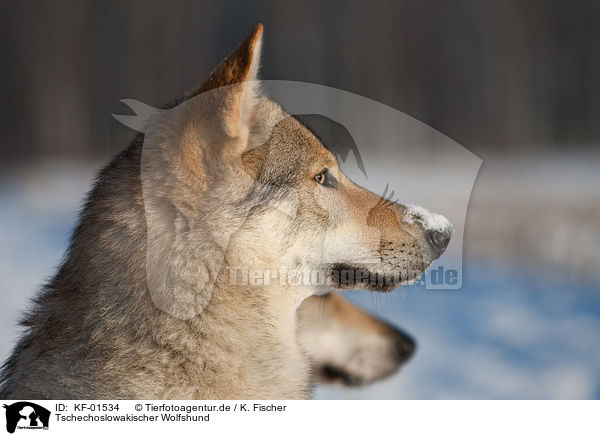 Tschechoslowakischer Wolfshund / Czechoslovakian wolfdog / KF-01534