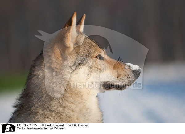 Tschechoslowakischer Wolfshund / Czechoslovakian wolfdog / KF-01535