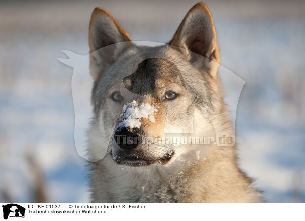 Tschechoslowakischer Wolfshund / Czechoslovakian wolfdog / KF-01537