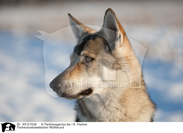 Tschechoslowakischer Wolfshund / Czechoslovakian wolfdog / KF-01538