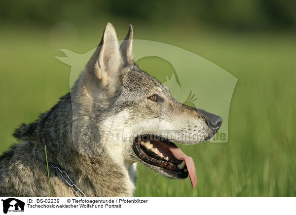 Tschechoslowakischer Wolfshund Portrait / Czechoslovakian wolfdog portrait / BS-02239