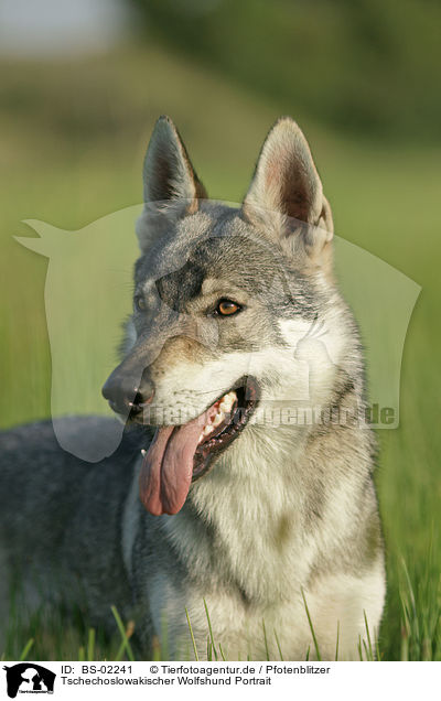 Tschechoslowakischer Wolfshund Portrait / Czechoslovakian wolfdog portrait / BS-02241