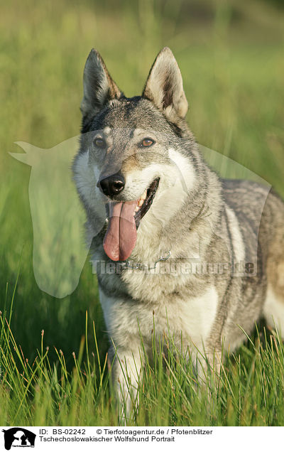 Tschechoslowakischer Wolfshund Portrait / Czechoslovakian wolfdog portrait / BS-02242
