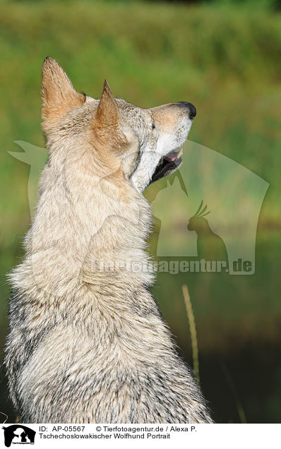 Tschechoslowakischer Wolfhund Portrait / Czechoslovakian wolfdog portrait / AP-05567