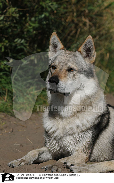 Tschechoslowakischer Wolfhund / Czechoslovakian wolfdog / AP-05578