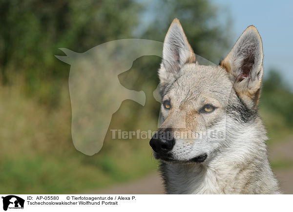 Tschechoslowakischer Wolfhund Portrait / Czechoslovakian wolfdog portrait / AP-05580