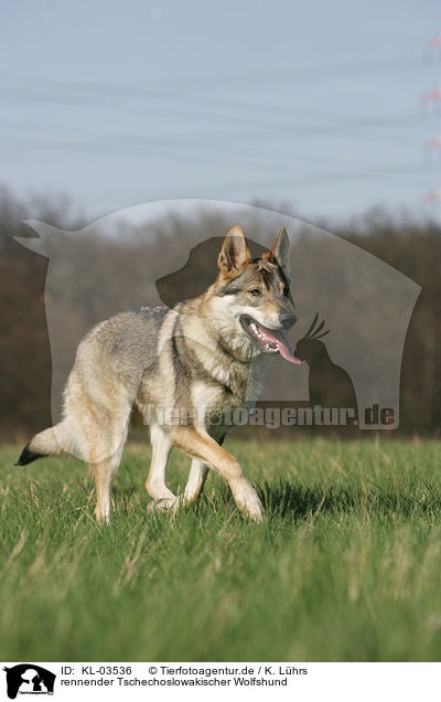 rennender Tschechoslowakischer Wolfshund / running Czechoslovakian wolfdog / KL-03536
