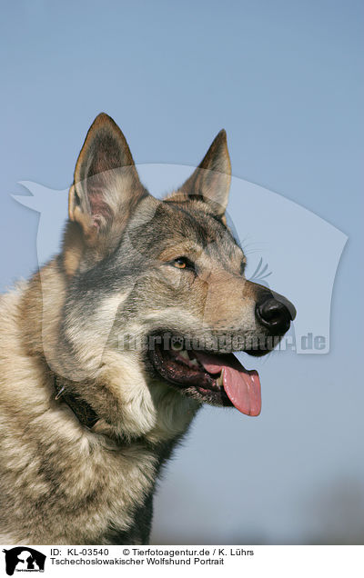 Tschechoslowakischer Wolfshund Portrait / Czechoslovakian wolfdog portrait / KL-03540