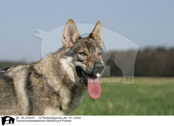 Tschechoslowakischer Wolfshund Portrait / Czechoslovakian wolfdog portrait / KL-03543