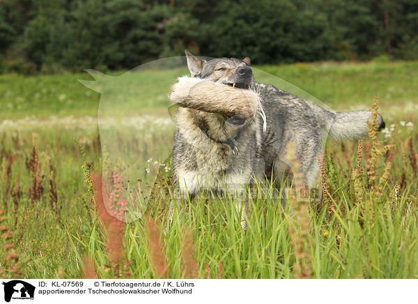 apportierender Tschechoslowakischer Wolfhund / retrieving Czechoslovakian wolfdog / KL-07569