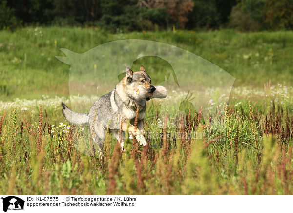 apportierender Tschechoslowakischer Wolfhund / retrieving Czechoslovakian wolfdog / KL-07575