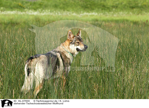 stehender Tschechoslowakischer Wolfhund / standing Czechoslovakian wolfdog / KL-07600