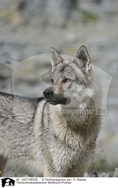 Tschechoslowakischer Wolfhund Portrait / Czechoslovakian wolfdog portrait / SST-08528