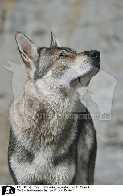 Tschechoslowakischer Wolfhund Portrait / Czechoslovakian wolfdog portrait / SST-08529