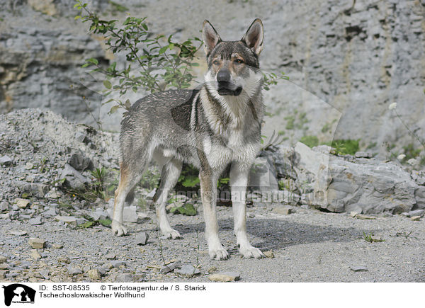 Tschechoslowakischer Wolfhund / Czechoslovakian wolfdog / SST-08535