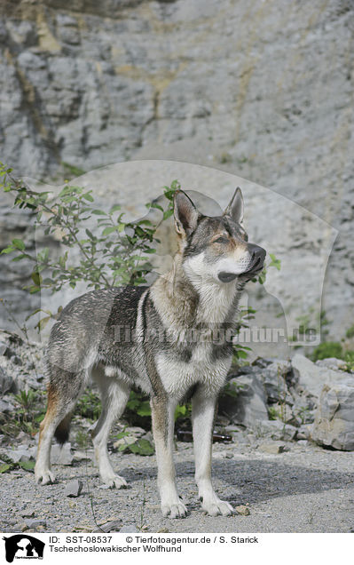 Tschechoslowakischer Wolfhund / Czechoslovakian wolfdog / SST-08537