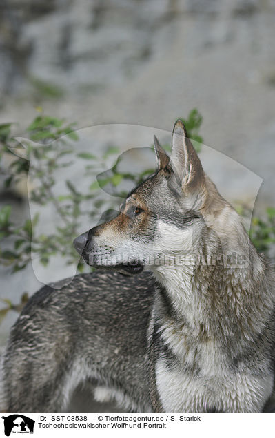 Tschechoslowakischer Wolfhund Portrait / Czechoslovakian wolfdog portrait / SST-08538