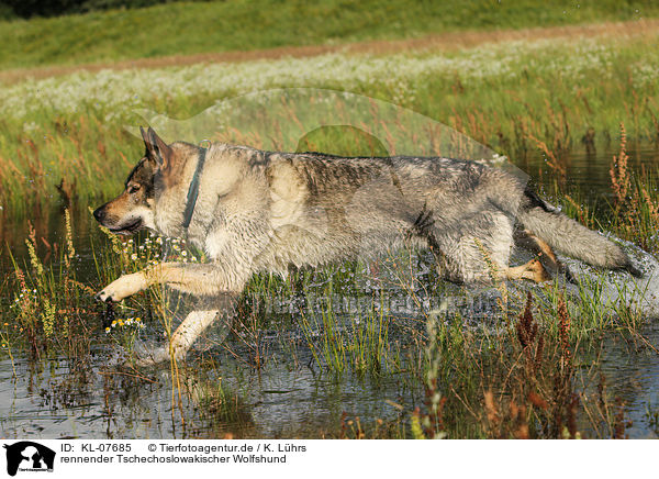 rennender Tschechoslowakischer Wolfshund / running Czechoslovakian wolfdog / KL-07685