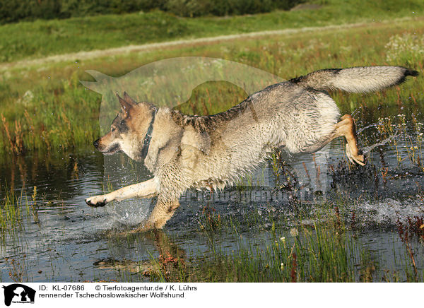 rennender Tschechoslowakischer Wolfshund / running Czechoslovakian wolfdog / KL-07686