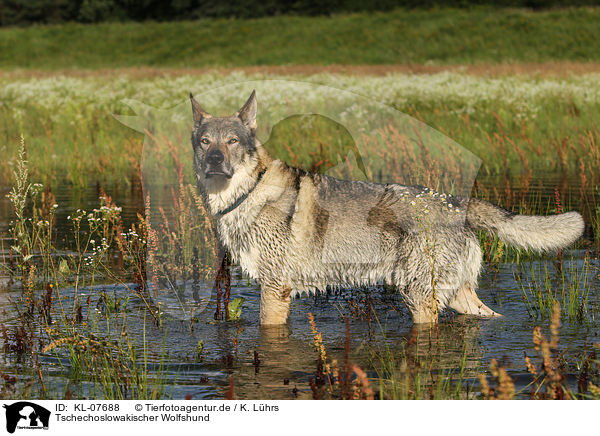Tschechoslowakischer Wolfshund / Czechoslovakian wolfdog / KL-07688