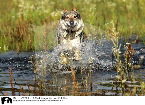 rennender Tschechoslowakischer Wolfshund / running Czechoslovakian wolfdog / KL-07689
