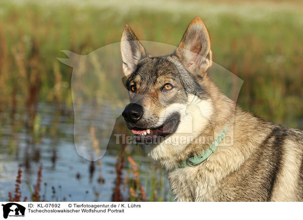 Tschechoslowakischer Wolfshund Portrait / Czechoslovakian wolfdog portrait / KL-07692