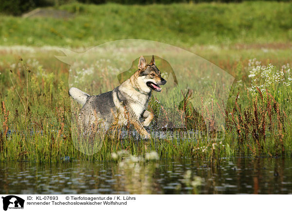 rennender Tschechoslowakischer Wolfshund / running Czechoslovakian wolfdog / KL-07693