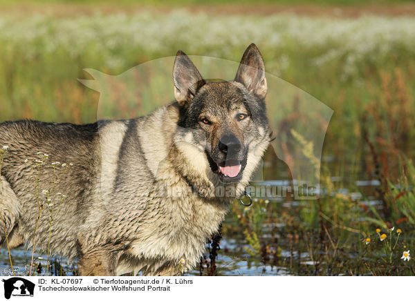 Tschechoslowakischer Wolfshund Portrait / Czechoslovakian wolfdog portrait / KL-07697