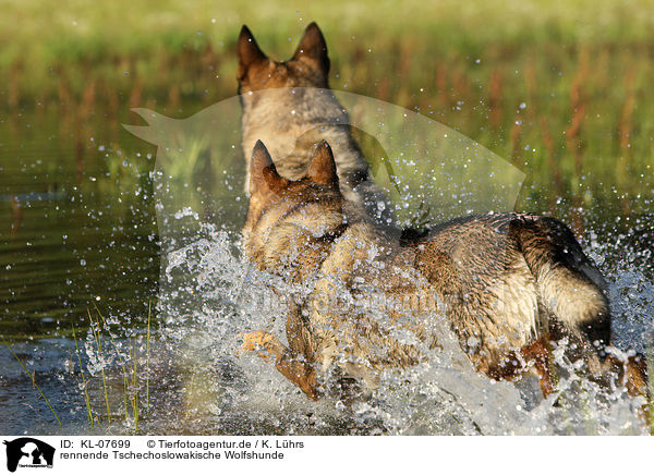 rennende Tschechoslowakische Wolfshunde / running Czechoslovakian wolfdogs / KL-07699