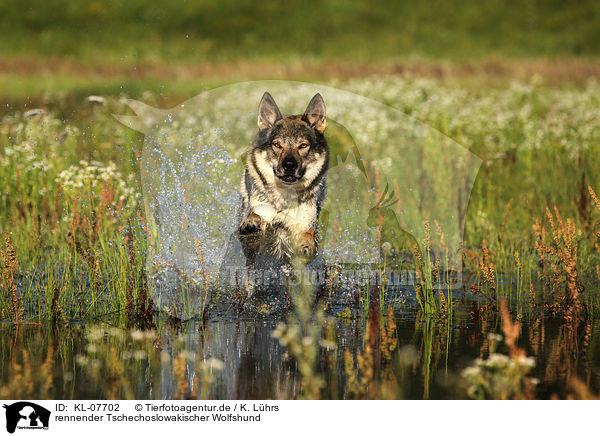 rennender Tschechoslowakischer Wolfshund / running Czechoslovakian wolfdog / KL-07702