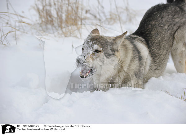 Tschechoslowakischer Wolfshund / Czechoslovakian wolfdog / SST-09522