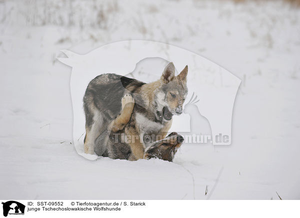 junge Tschechoslowakische Wolfshunde / young Czechoslovakian wolfdogs / SST-09552