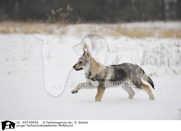 junger Tschechoslowakischer Wolfshund / young Czechoslovakian wolfdog / SST-09554