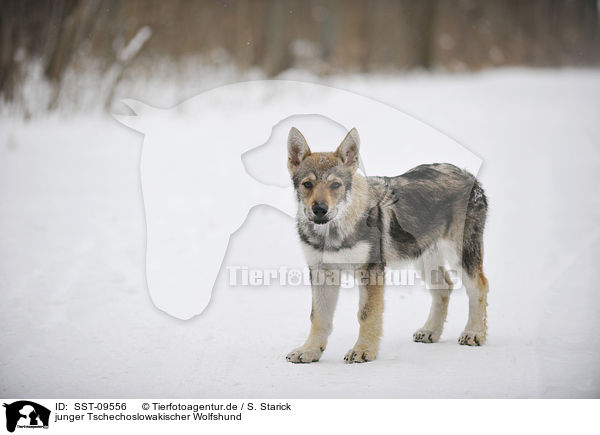 junger Tschechoslowakischer Wolfshund / young Czechoslovakian wolfdog / SST-09556