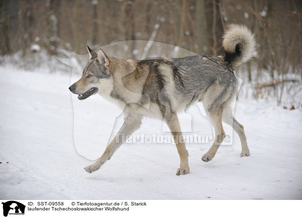 laufender Tschechoslowakischer Wolfshund / walking Czechoslovakian wolfdog / SST-09558
