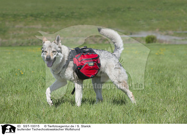 laufender Tschechoslowakischer Wolfshund / walking Czechoslovakian wolfdog / SST-10015