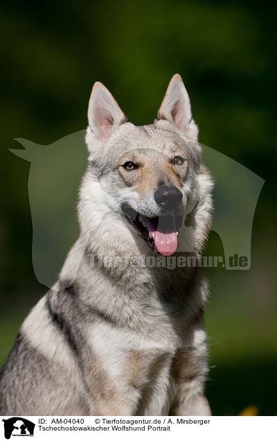 Tschechoslowakischer Wolfshund Portrait / AM-04040
